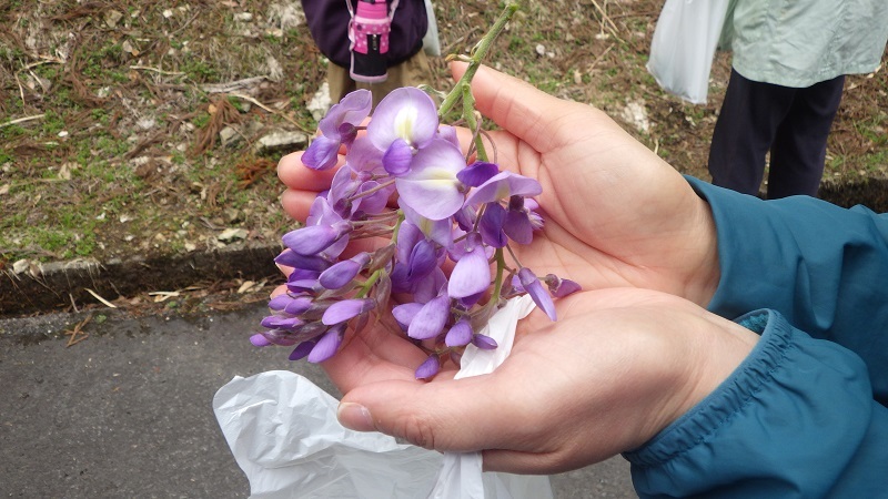 フジの花の画像