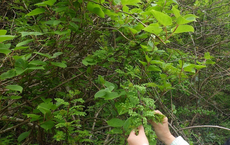 サンショウを集める画像