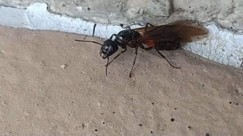 ムネアカオオアリ女王の写真画像