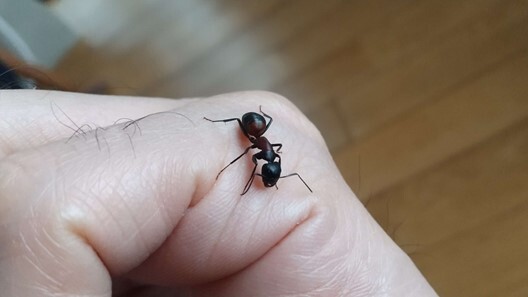 働きアリの写真画像