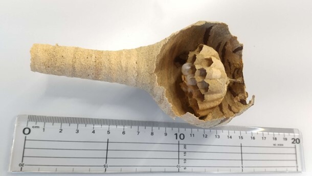 ハチの巣の画像