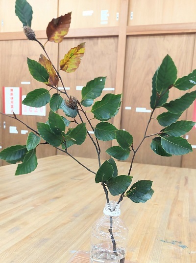 ブナの枝と実の画像