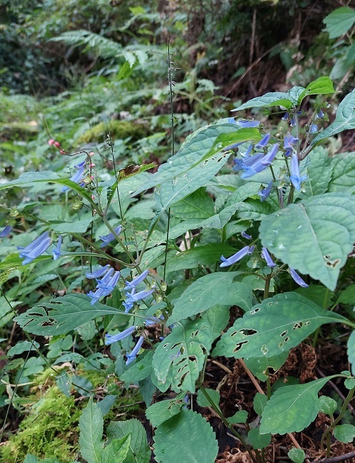 秋丁子やミズヒキの画像