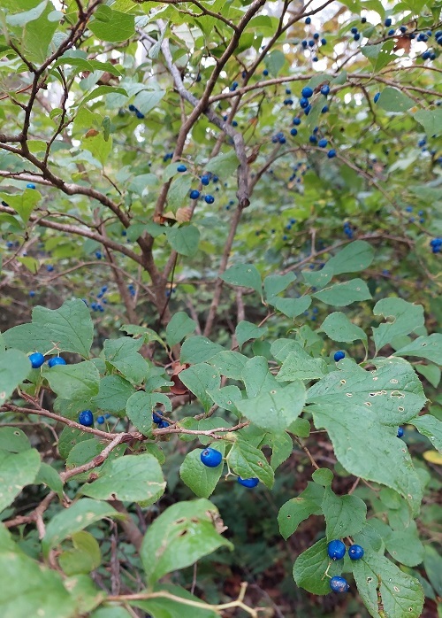 サワフタギの実の画像