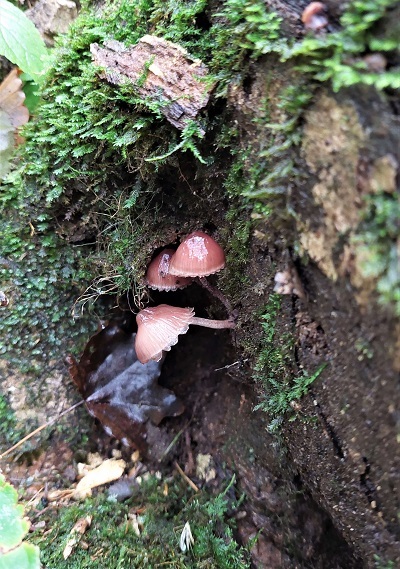 切株でみたチシオタケの画像