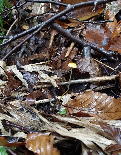 ウスキブナノミタケの画像