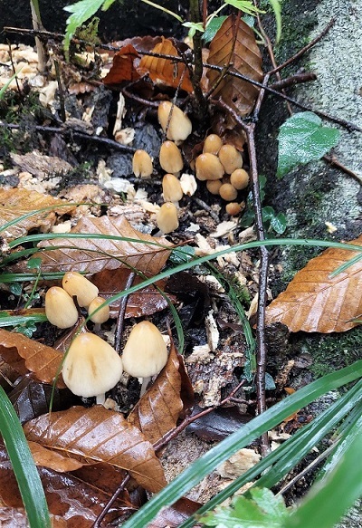 キララタケの画像