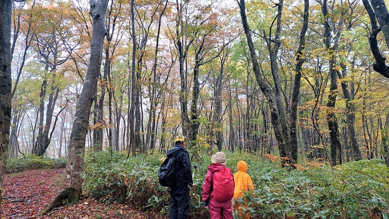 尾根のブナ林の画像