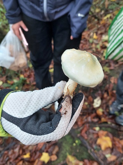 モエギタケの画像