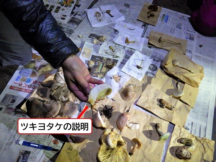 ツキヨタケの断面をとって説明される画像