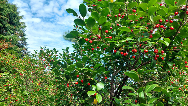 クロソヨゴの赤い実の画像