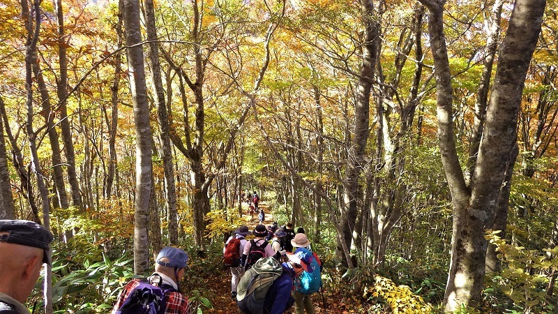 ブナ林の尾根道の様子