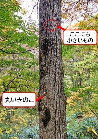 ミズナラの木に生えていた丸いきのこの画像