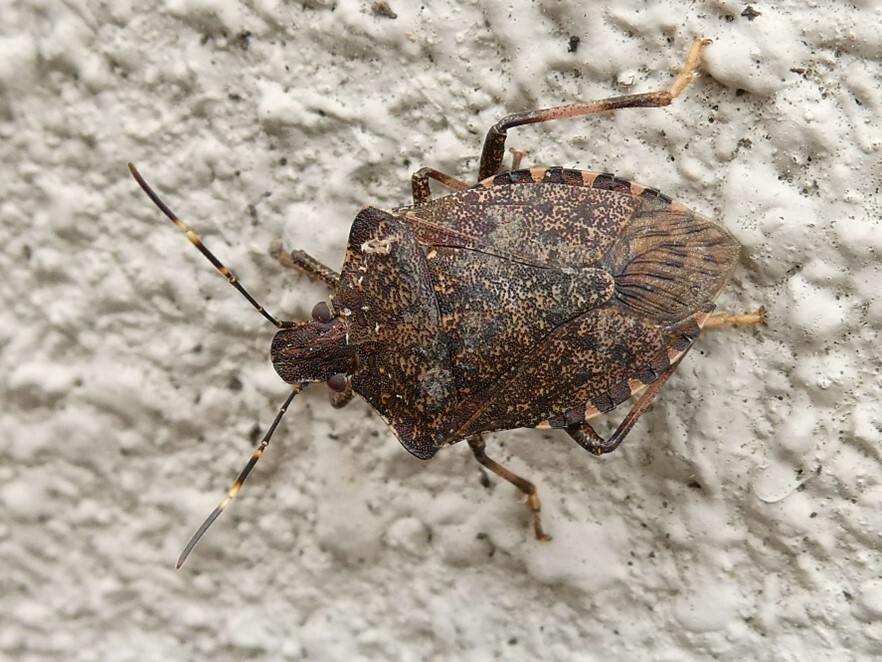 カメムシの写真画像