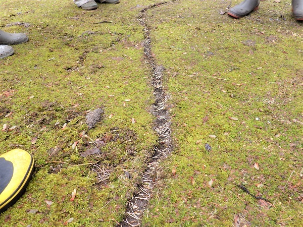 ハタネズミの通路