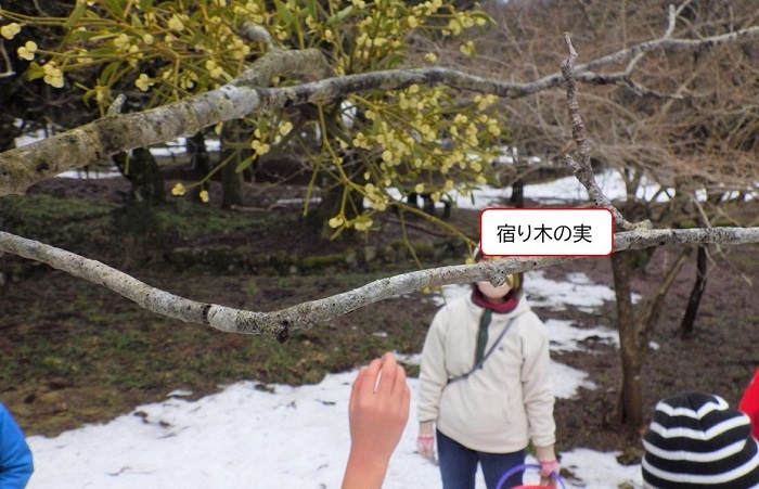 宿り木の観察の様子