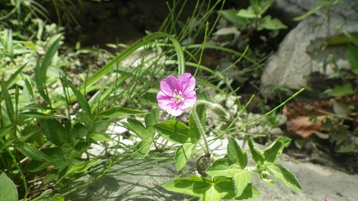 川岸に咲いていたゲンノショウコの画像