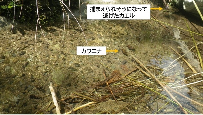 川辺の浅い水たまりにいた生き物の様子