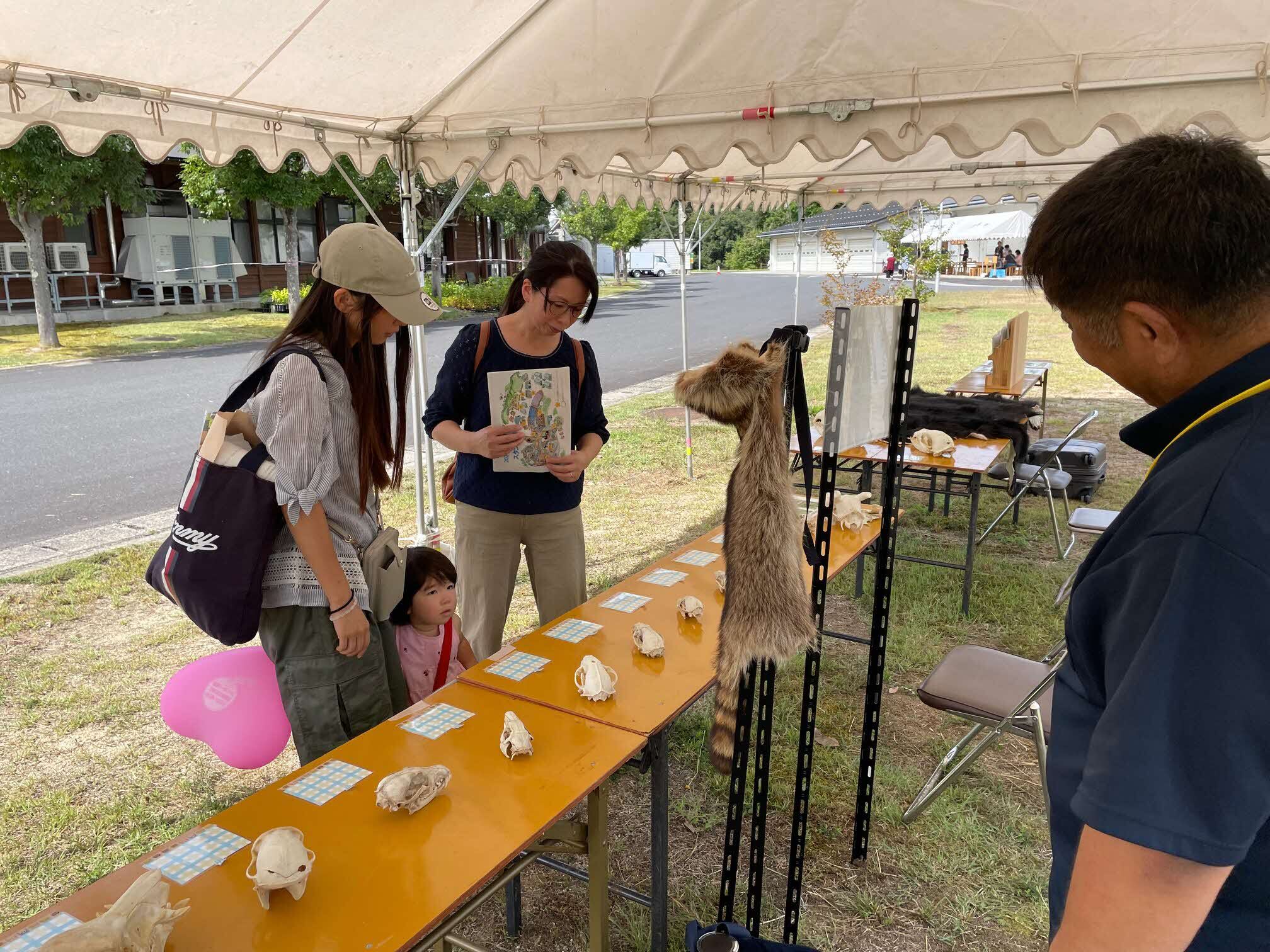 野生動物の頭蓋骨展示