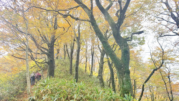 指谷山縦走路の様子