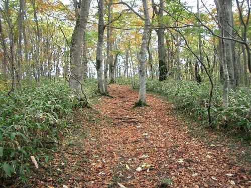 大万木山の秋のブナ林の画像