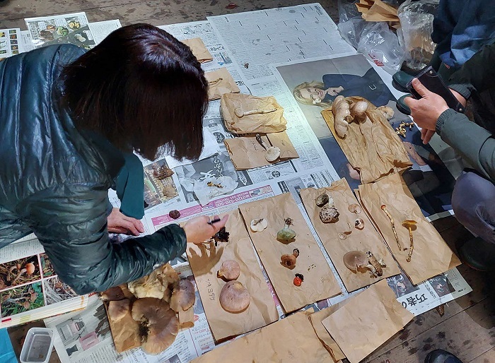 山頂小屋できのこ鑑定会の様子