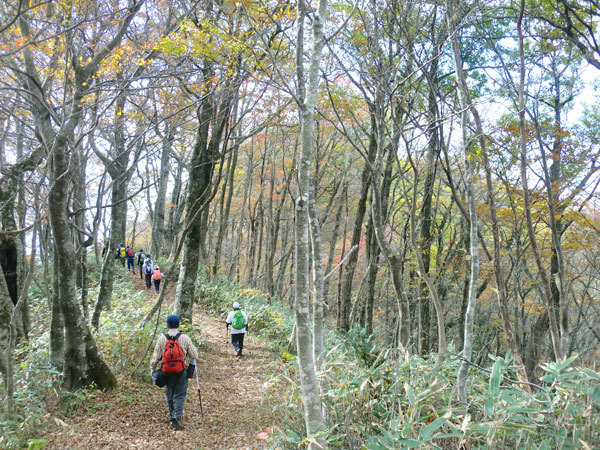 和恵縦走路の紅葉