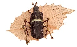 木の枝で作ったカナブンの画像