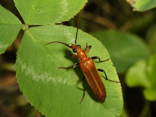 キイロカミキリモドキの画像