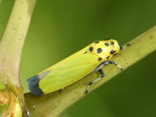 ツマグロオオヨコバイの画像