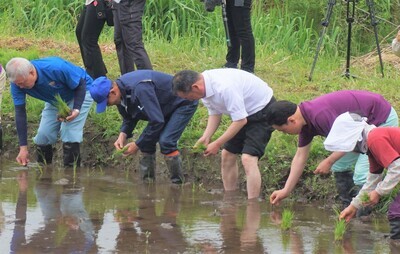 田植えをする知事