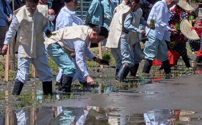 田植えのようす
