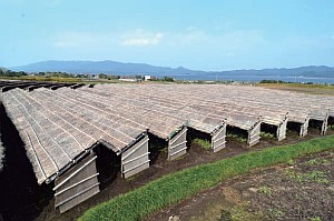 わらぶきの屋根で覆われた雲州ニンジンの畑の画像