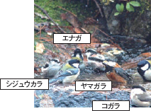水場にやってきた北の原の小鳥たち（三瓶自然館サヒメル提供）の写真