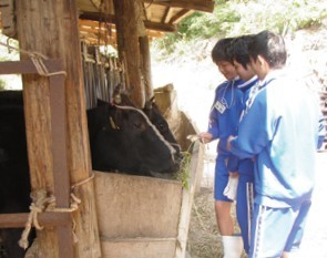 牛の餌やり体験の写真