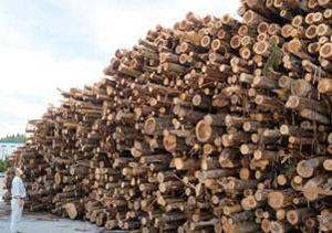 県西部から集められた未利用の木材の写真