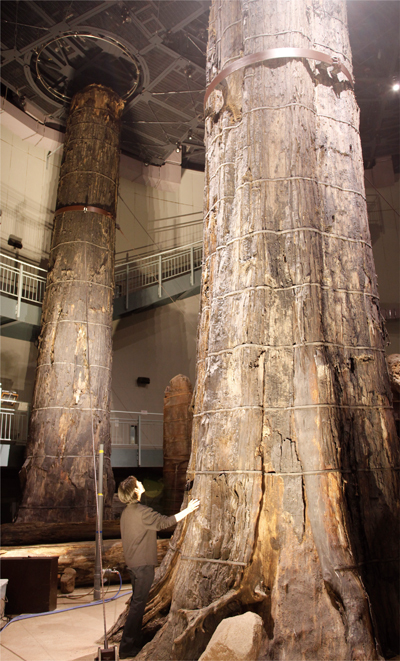埋没林公園の地下展示室に立つ巨木の写真