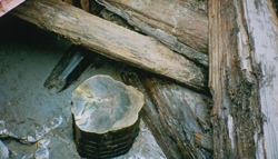 発掘された時の三瓶小豆原埋没林の写真