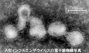 A型インフルエンザウイルスの電子顕微鏡写真