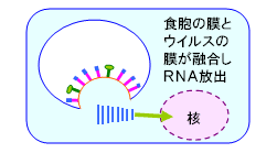 step5:RNA放出