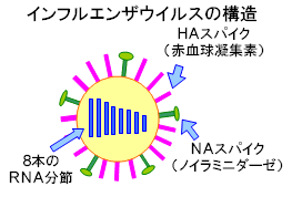 インフルエンザウイルスの構造図