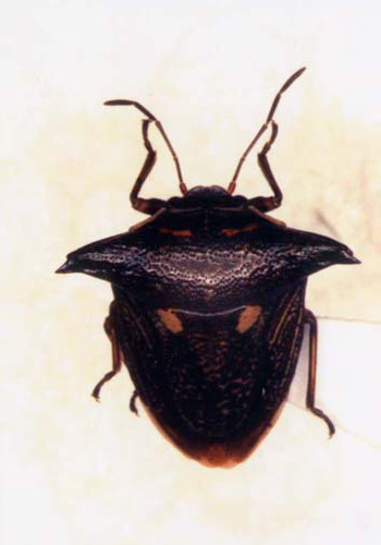 �E�V�J�����V