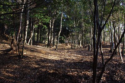 どんぐりの森全景