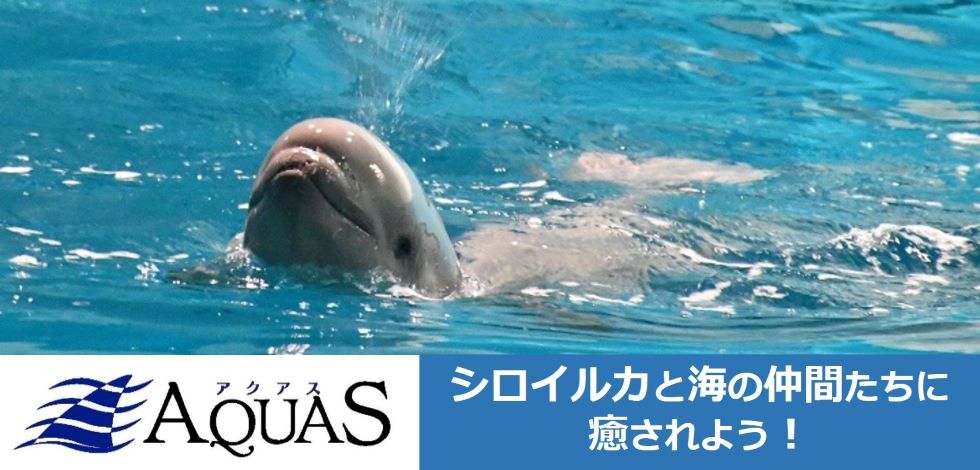 アクアスでシロイルカと海の仲間たちに癒されよう