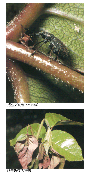 クロケシツブチョッキリ成虫と被害写真