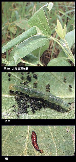 ウコンノメイガ被害状況と幼虫、蛹の写真