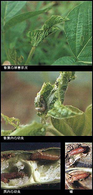 ダイズサヤムシガの被害状況、幼虫の写真