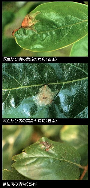灰色カビ病と葉枯れ病の病徴写真