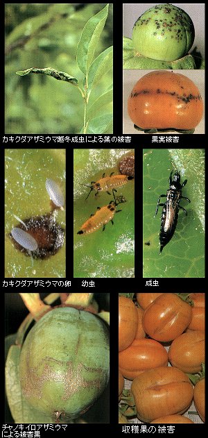チャノキイロアザミウマとキカクダアザミウマの被害と成虫写真