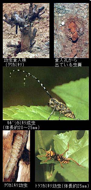 被害と成虫、幼虫の写真